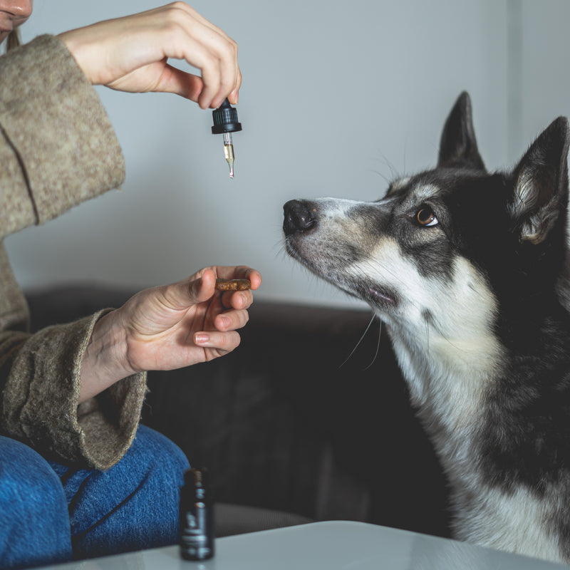 Back on Paws - 2,5% CBD oil for pets (250mg)